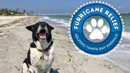 $50 Donation to Creative Loafing's Furricane Relief GoFundMe Benefiting Humane Society Tampa Bay and Suncoast Animal League